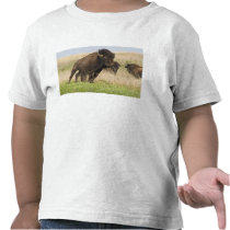 Fiesty young bison bull at the Tallgrass T Shirts