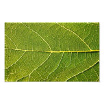 Fig Leaf Close-up Photo Art