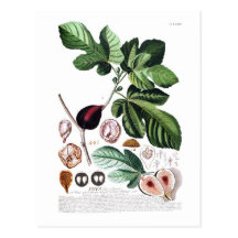 Fig Postcard