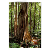 Fig Tree in Late Afternoon Light Cards