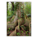 Fig Tree Roots cards
