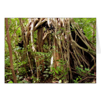 Fig Tree Roots Greeting Cards
