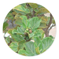 Fig Tree Round Stickers