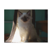 Figaro 007 carte postale