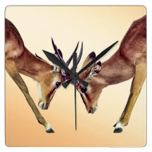 Fighting antelopes