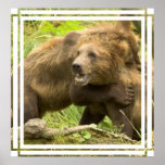 Fighting Bears Poster Print
