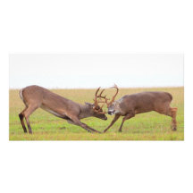 Fighting Deer Photo Card