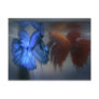 Fighting Fish Postcard