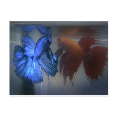 Fighting Fish Postcard by tempera70