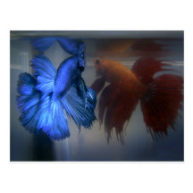 Fighting Fish Postcard