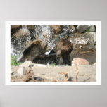 Fighting Grizzly's Poster