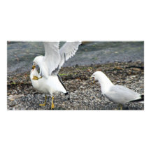 Fighting Seagulls Photo Greeting Card