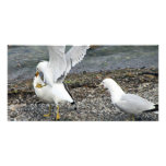 Fighting Seagulls Photo Greeting Card