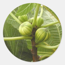 Figs Round Stickers