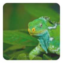 Fiji crested Iguana, Kula Eco Park, Viti Levu, Sticker
