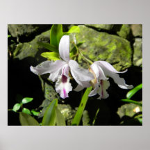 Fiji Orchids Poster