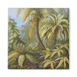 Filicinae (Ferns), Ernst Haeckel Magnet