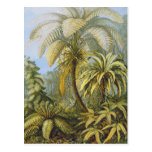 Filicinae (Ferns), Ernst Haeckel Postcard