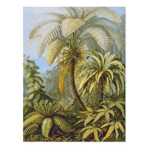 Filicinae (Ferns), Ernst Haeckel Postcard