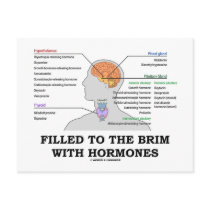 Filled To The Brim With Hormones (Anatomy)
