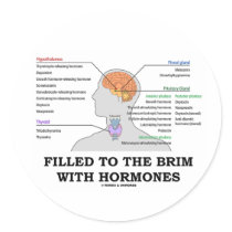 Filled To The Brim With Hormones (Anatomy)
