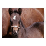 Filly Greeting Cards