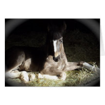 Filly Greeting Cards