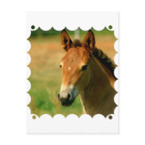 Filly Postcard