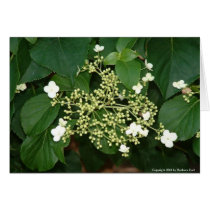 Filoli flowers1 card