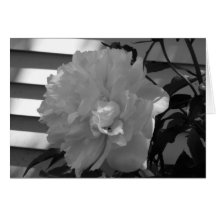 Filtered Sunlight Cards