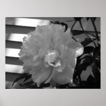 Filtered Sunlight Print