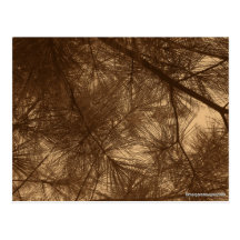 Filtered Sunshine Thru Pines Postcard