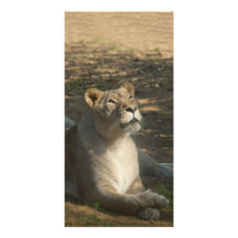 Fimale Lion Photo Card