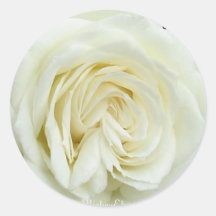 Fin blanche de rose de satin adhésif