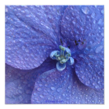 Fin bleue de Hydrenga avec des baisses de pluie Impression Photographique