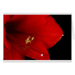 Fin de fleur d'amaryllis vers le haut de 12-27-10 cartes de vœux
