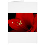 Fin de fleur d'amaryllis vers le haut de 12-27-10 cartes de vœux