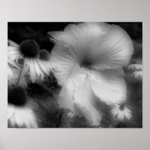 Fin de fleur de ketmie vers le haut de copie blanc posters