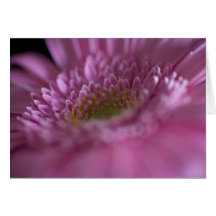 Fin de rose de Gerbera Carte De Vœux