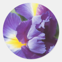 fin pourpre d'iris adhésif rond
