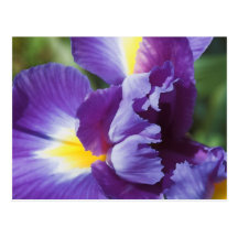 fin pourpre d'iris carte postale