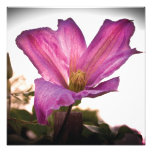 Finalement copie photographies d’art