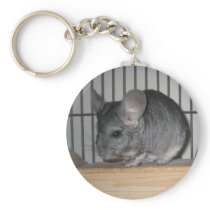 Finally Home Chinchillas: Cheeko