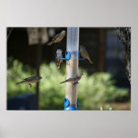 "Finch Feeding Frenzy" Posters