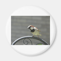 finch fridge magnets