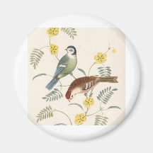 Finch from Junglewalk Magnets
