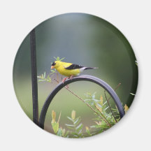 Finch Refrigerator Magnet