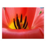 Fine Art Photography art prints Red Tulip Flower