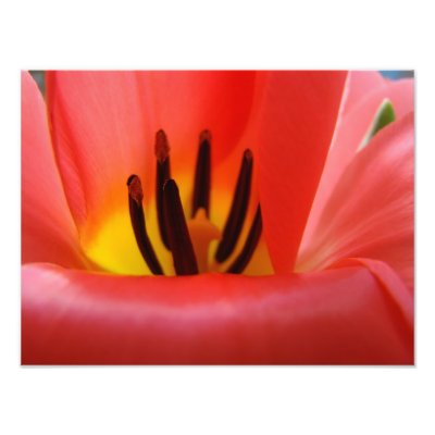 Fine Art Photography art prints Red Tulip Flower by Basleeartprintgifts