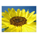 Fine art Photography gifts Yellow Sunflowers photography